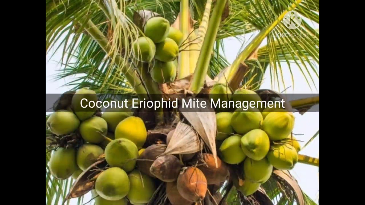Coconut Eriophid Mite Management (English) YouTube