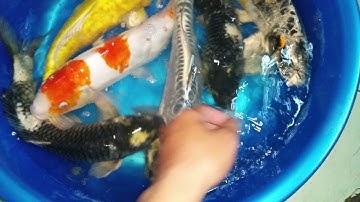 Combo đàn cá chép KOI vảy rồng size lớn - 0934539079