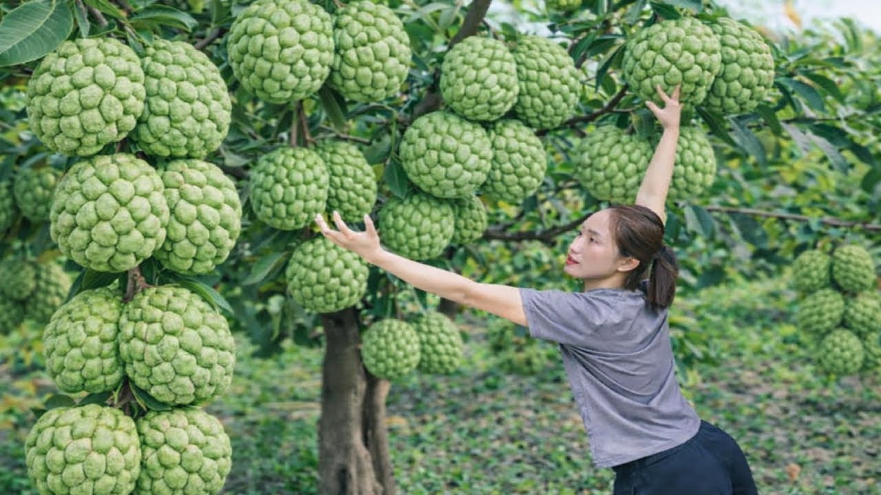 Harvesting Wild Custard Apples, Make Traditional Fresh Smoothie | Hana Harvesting