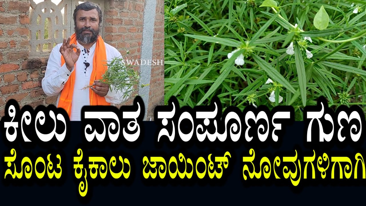 ಕೀಲುವಾತ ಕೈಕಾಲು ಸೊಂಟ ನೋವುಗಳು ತುಂಬೆ ಗಿಡದಿಂದ ಗುಣವಾಗುತೆ