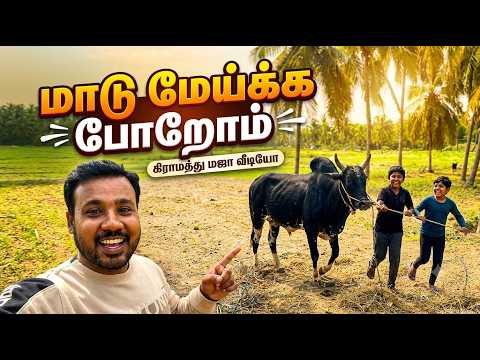 Maadu meika poromm | jallikattu bayangarama iruku