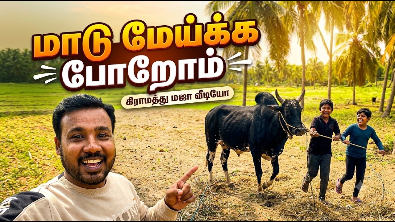 Maadu meika poromm | jallikattu bayangarama iruku