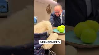🐶 The BEST Dog-Friendly Hotel Ever??? 🏨✨ If your pup isn’t treated like royalty when checking in,