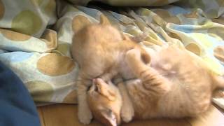 20120607_4_Uni_Kuji.AVI