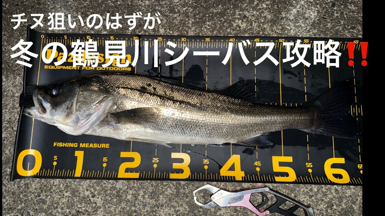 【シーバス】冬の鶴見川シーバス攻略！