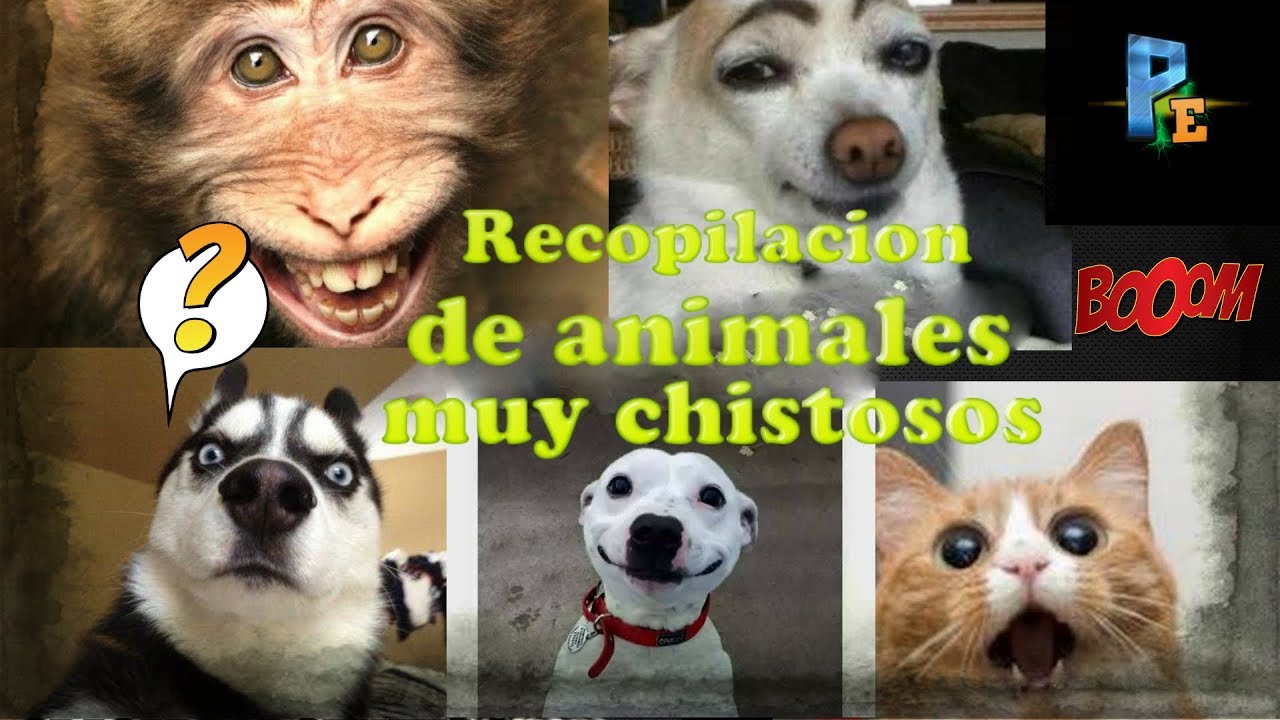 Collection of Cosas Graciosas Youtube | Cosas Graciosas De La Vida