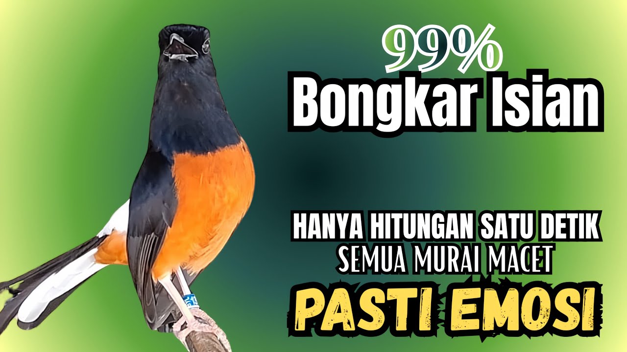 PANCINGAN murai batu agar bunyi FIGHTER - JADIKAN burung murai gacor !! LANGSUNG EMOSI