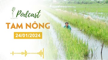 Podcast Tam Nông 24/01/2024 |Nuôi cá trê vàng kết hợp với sặc rằn trên ruộng | NÔNG NGHIỆP SINH THÁI