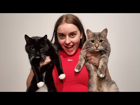 Video: Hvad Man Kan Forvente Af Katteåret