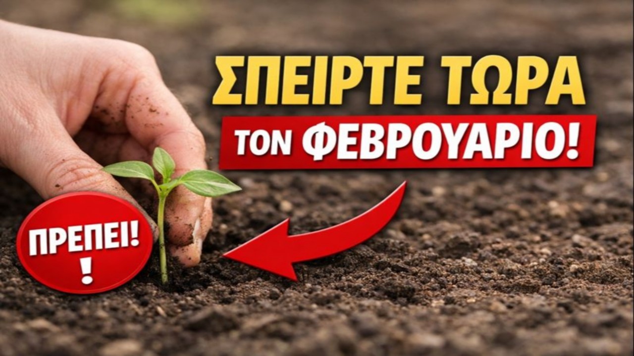 ΜΗ ΧΑΝΕΤΕ ΧΡΟΝΟ! Πάνω από 20 καλλιέργειες που πρέπει να σπείρετε τον Φεβρουάριο για την πιο πρώιμη