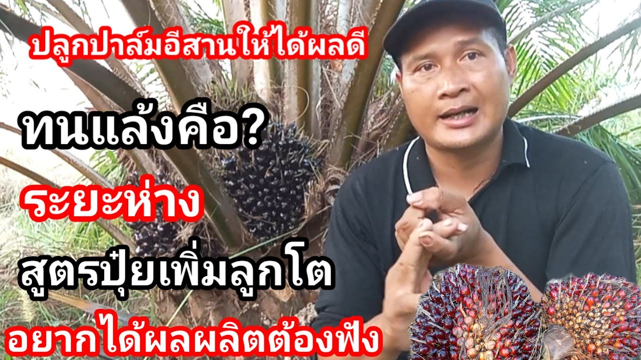ปลูกปาล์มให้ได้ผลผลิตต้องฟัง สูตรปุ๋ยทะลายใหญ่ ปาล์มทนแล้งต้องทำอย่างไร? อีสานก็ดกได้