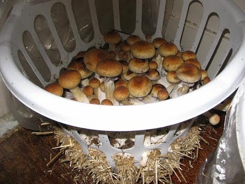 Как выращивать грибы в домашних условиях (Часть 1)