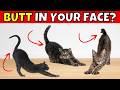 4 reasons why cats put their butt in your face