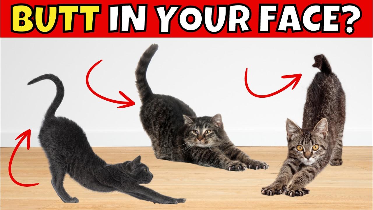 4 Reasons Why Cats Put Their Butt In Your Face YouTube