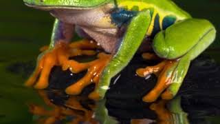 Взрывные жабы( не кликбейт). screenshot 4