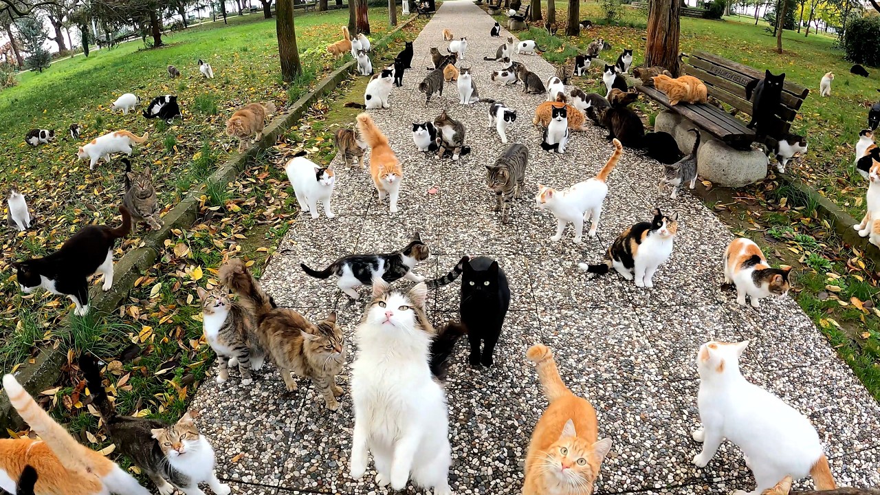 Бездомные коты сошли с ума от домашней ветчины.