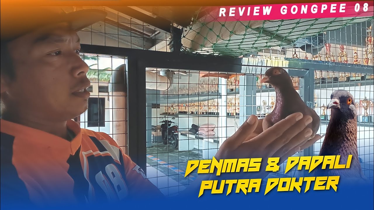 MERPATI JUARA YANG SUDAH PENSIUN || KANDANG GONGPEE08 PURWOKERTO