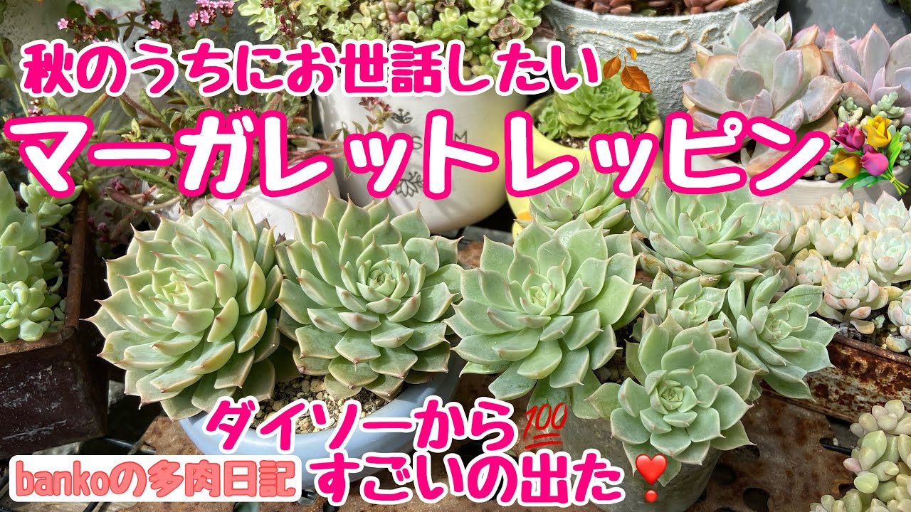 多肉日記#312】ダイソーの新鉢がすごい❣️葉挿しで新しい丼作り