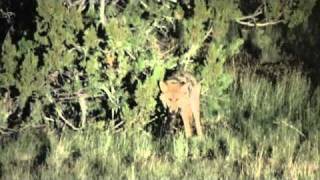 Coyote kills SKUNK!!!