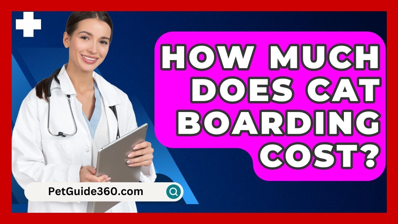How Much Does Cat Boarding Cost? - PetGuide360.com