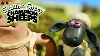 CHẠY 100m | Championsheeps | Những Chú Cừu Thông Minh [Shaun the Sheep]