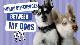 Discovering Funny Differences Between Mini Husky Dogs