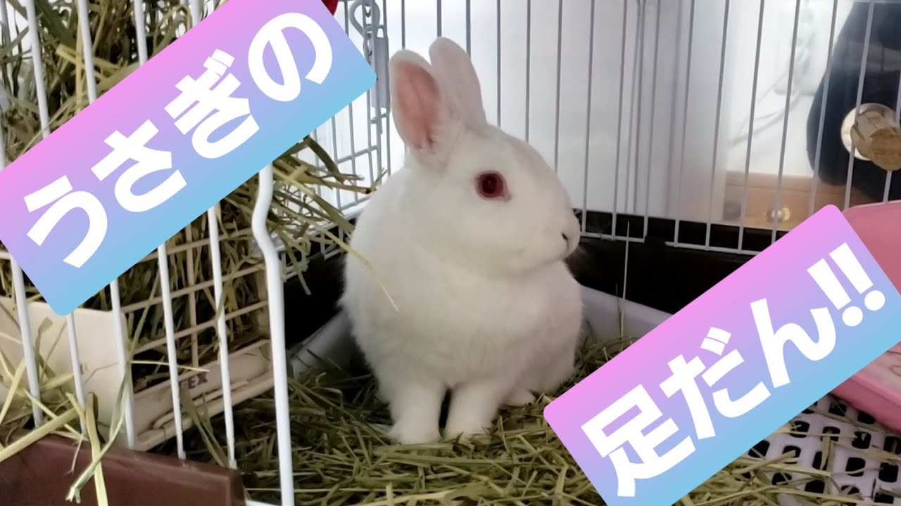 うさぎの足だん うさぎといえば 足だん でしょ Youtube うさぎの足だん うさぎといえば 足だん でしょ Youtube