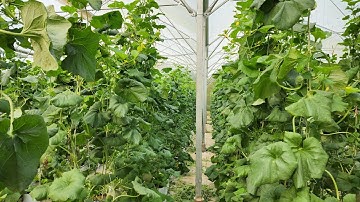 Làm Nông Nghiệp Công Nghệ Cao sẽ như thế nào?