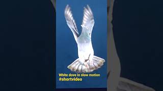 Flying dove in slow motion