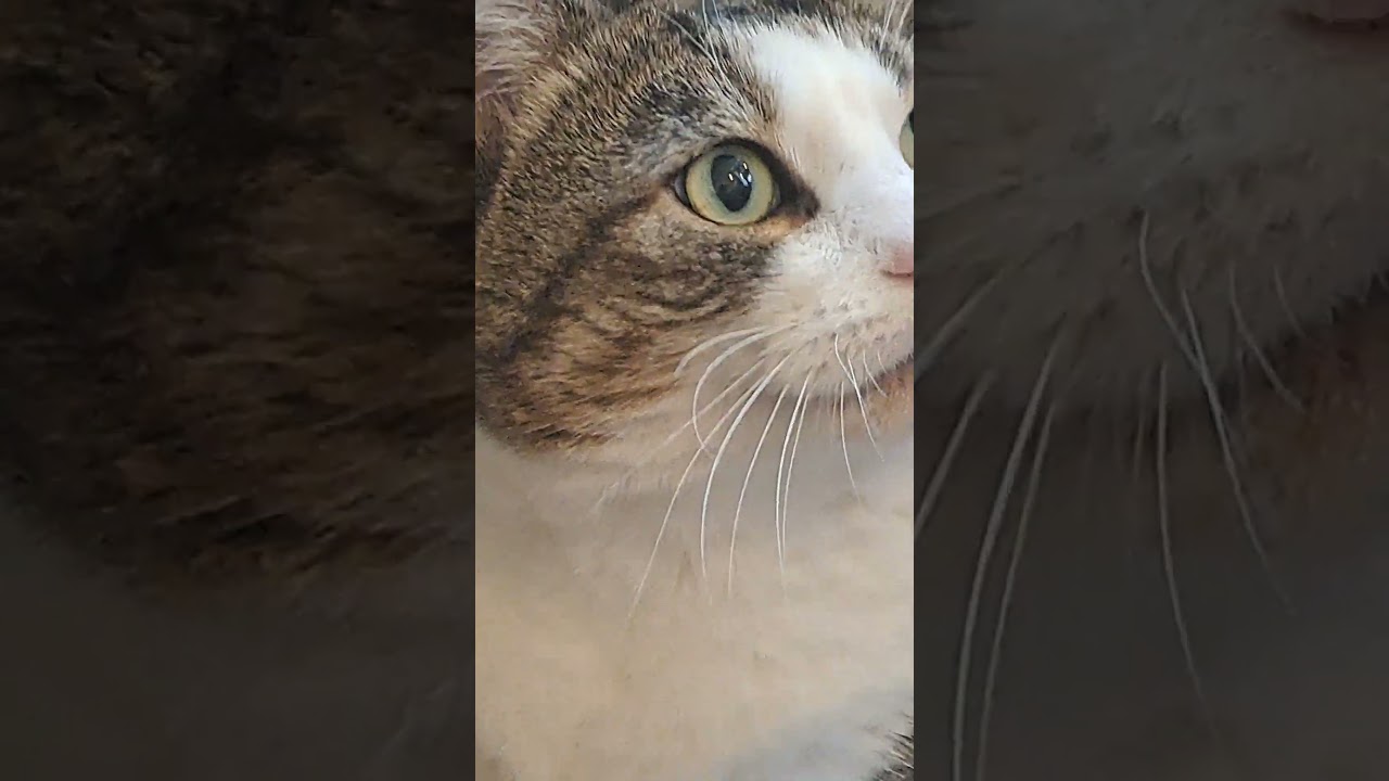 a Lil song I wrote subscribe plssss  