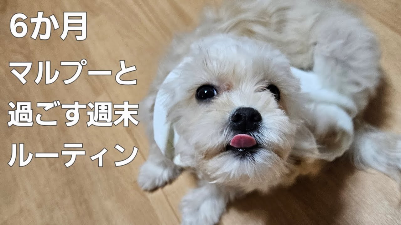 マルプー　6ヶ月　週末ルーティン　