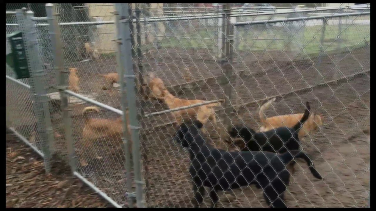 Pet Nation Renovation Oconee Humane Society YouTube