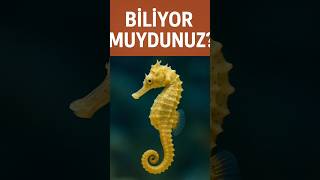 Erkekler doğum yaparmı?😮 #ilginçbilgiler #keşfet #bilgi #shorts #denizatı #denizler #deniz