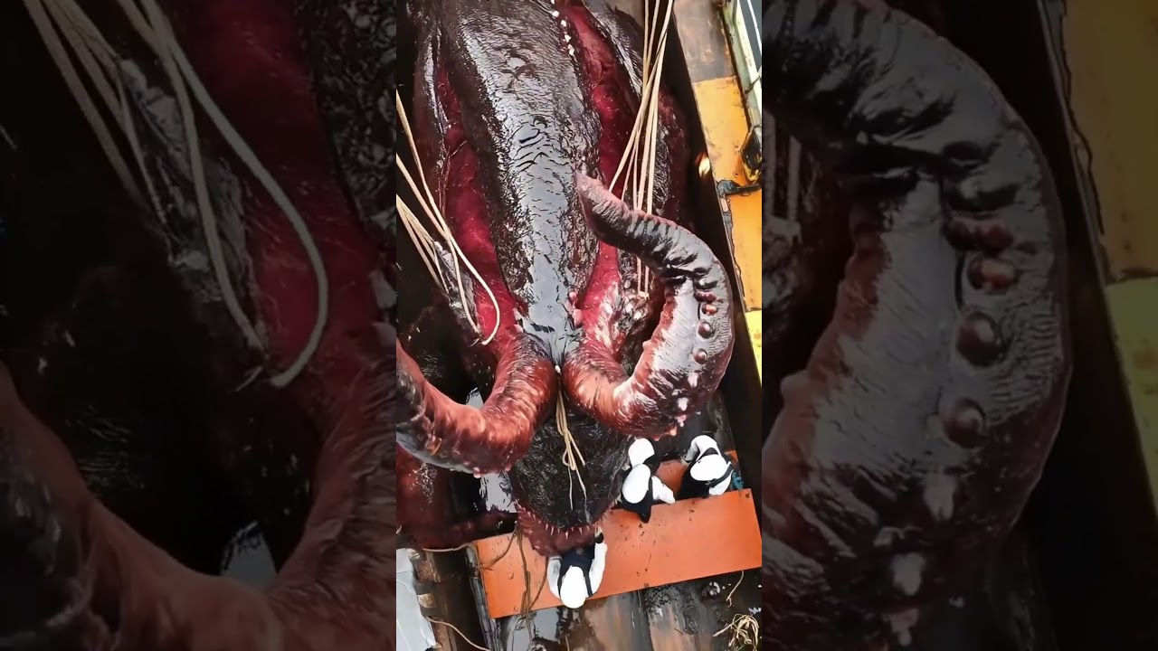 Does the Kraken Monster Really Exist