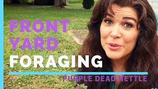 Front Yard Foraging for Purple Dead Nettle - PREPSTEADERS.com