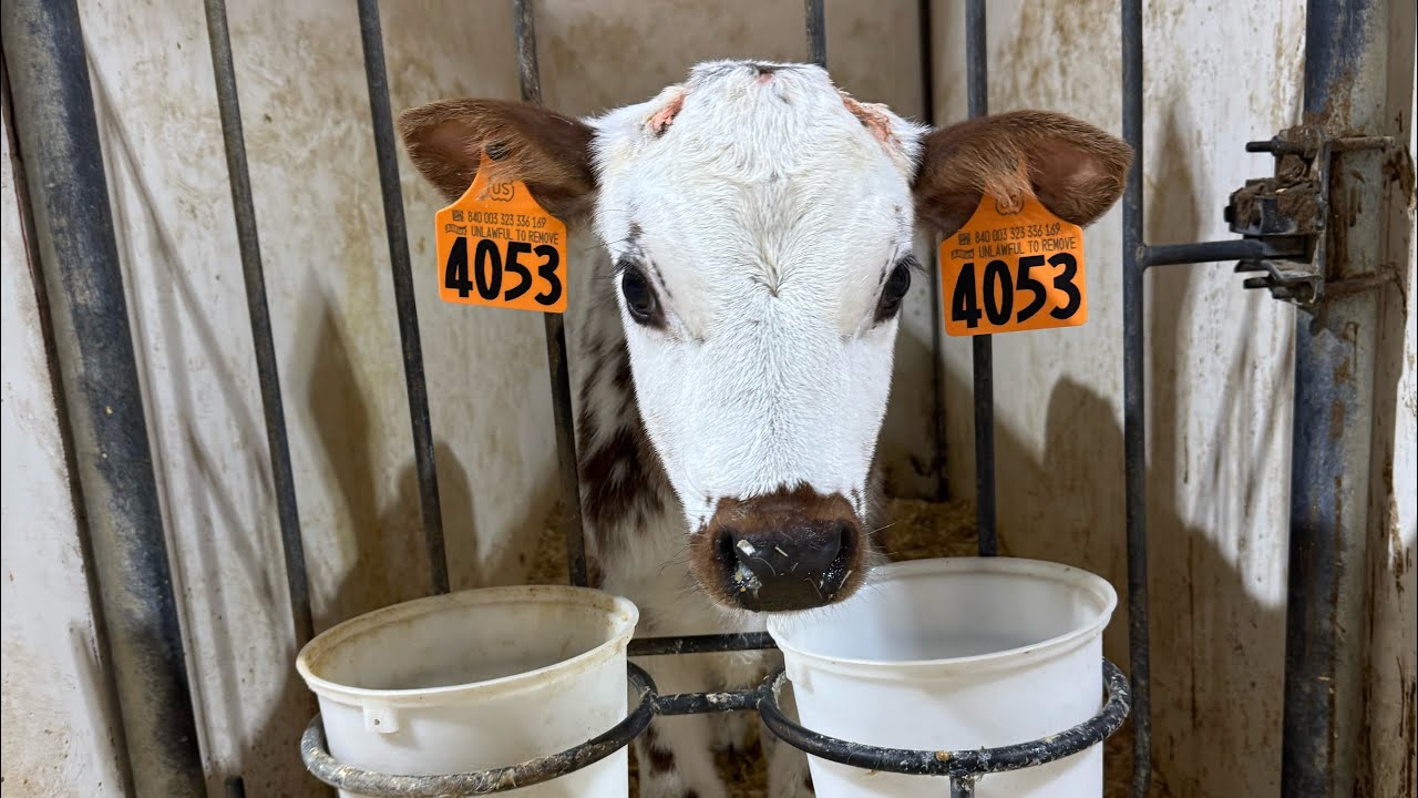 Morning Calf chores on a dairy farm