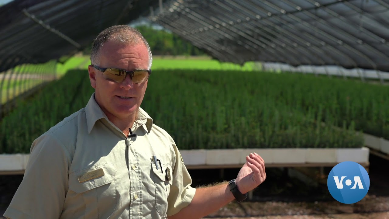 How America Preserves Forest Lands, One Seedling at a Time