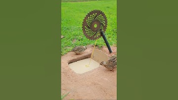 Building an Innovative Quail Trap Using old Tools - quail trap #shortvideo #youtubeshorts #shorts