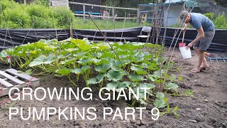 Growing Giant Pumpkins 2021 Part 9 - Tissue Test, Vine Burying, Squash Vine Borer, Fertilization