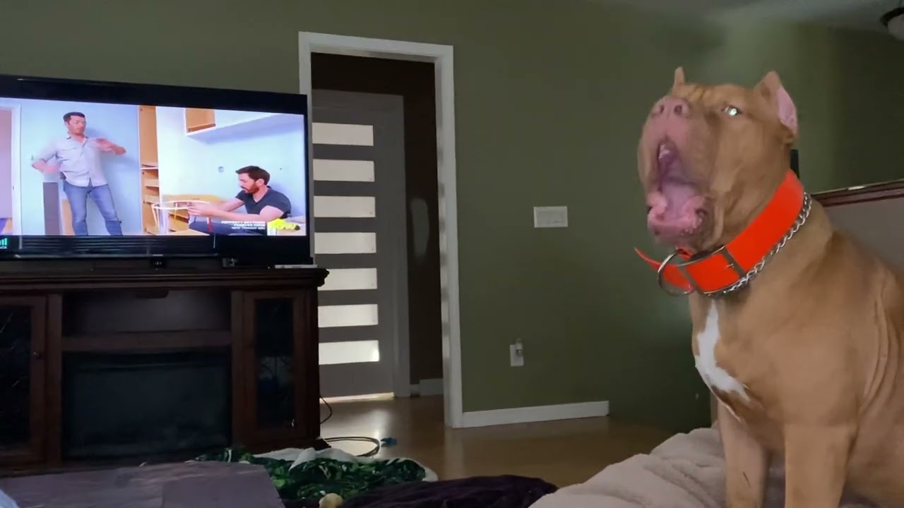 The Property Brothers Bug’s favorite TV Show