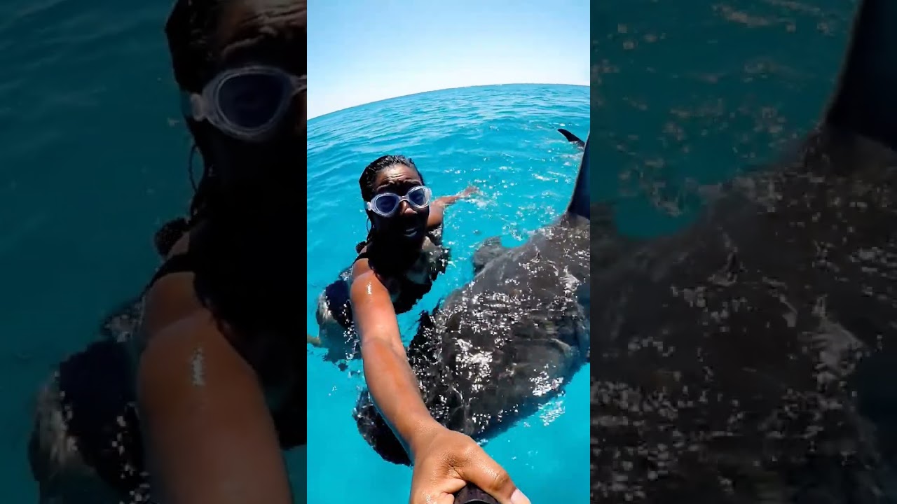 Shark Encounter Selfie Stick POV