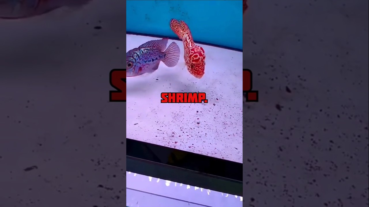 Top 3 Foods to Boost Flowerhorn Head Growth | Fast Kok Growth Tips