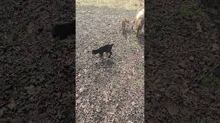 Oreo and her new babies #crazycritters #goats #kidgoats #pets #countrylife #farmlife