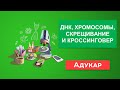 ДНК, хромосомы, скрещивание и кроссинговер | Биология