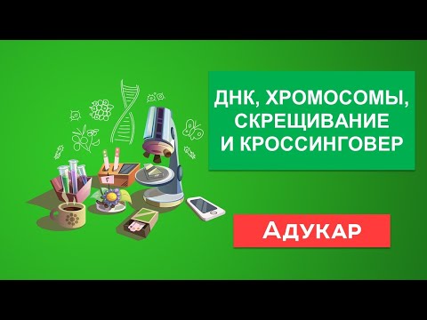 ДНК, хромосомы, скрещивание