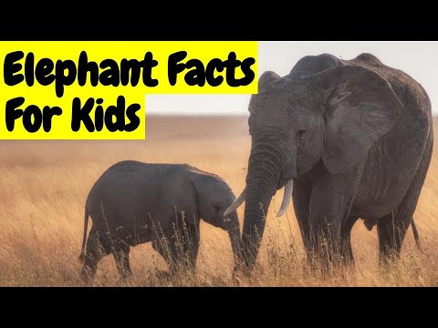 Learn about elephants for kids | Elephant wildlife documentary | elephant facts learning | Elefante