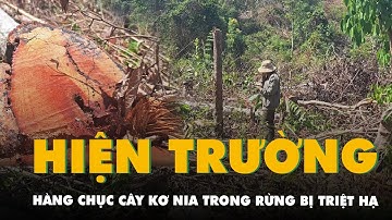 Hiện trường hàng chục cây kơ nia trong rừng bị triệt hạ