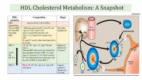 HDL Estimation