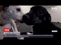 Новини світу: у Німеччині вирішили ліцензувати усіх домашніх собак