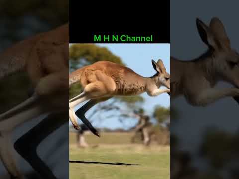 Kangaroo Sound Jumping Trending Kangaroo Shorts Shortvideo Short Animals
